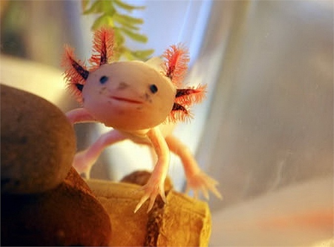 Axolotl, dạng ấu trùng đang phát triển của kỳ nhông Mexico