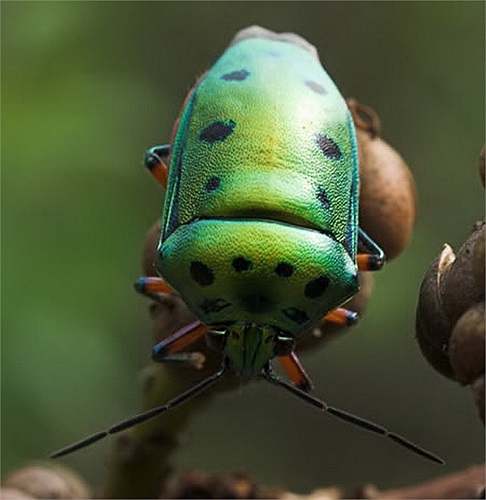 Rệp xanh với những đốm đen giống mặt người