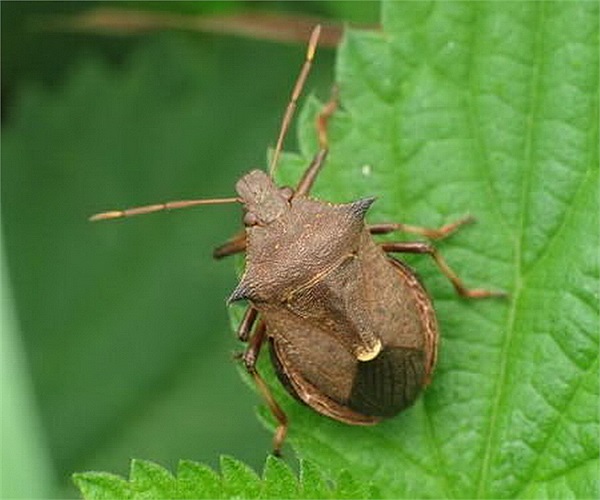 Bọ hôi có phần lưng giống với người mang mặt nạ 