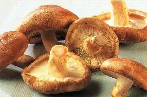 nấm hương vị thuốc hay