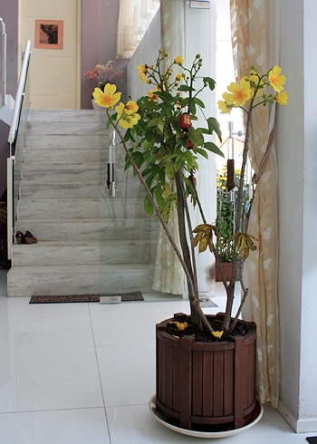 Ngay cả rèm treo cũng được lựa chọn khá kỹ để khi buông rèm không gian trở nên ấm áp, mềm mại nhưng cảm giác về thiên nhiên với mảng xanh ngoài vườn vẫn còn nguyên đó. 