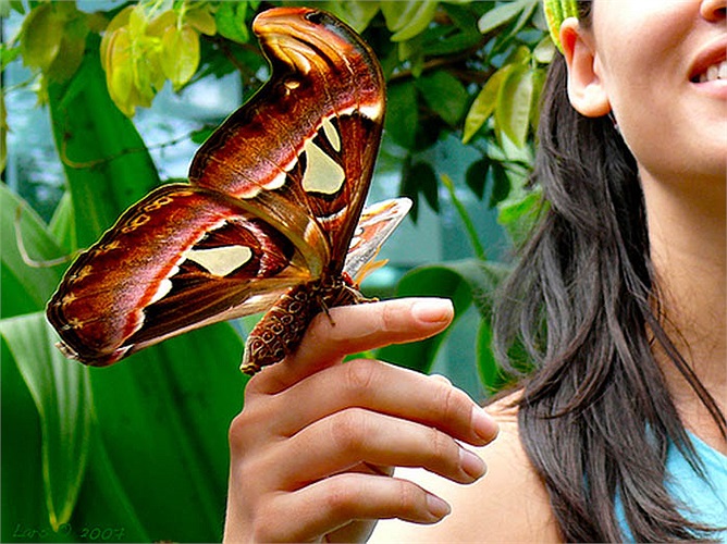 Ở Việt Nam, bướm Atlas được gọi là bướm khế vì nó thường đẻ trứng và sinh sống trên cây khế.