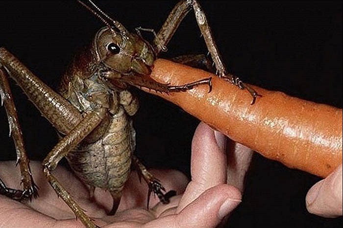 Loài dế khổng lồ này có chiều dài lên tới 15 cm và nặng tới 71g, đặc thù của New Zealand từ khi bị cô lập với lục địa lớn khác. 