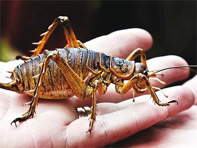 Dế khổng lồ vô hại cho con người và được ví như một loài gặm nhấm nhỏ như chuột nhà. 