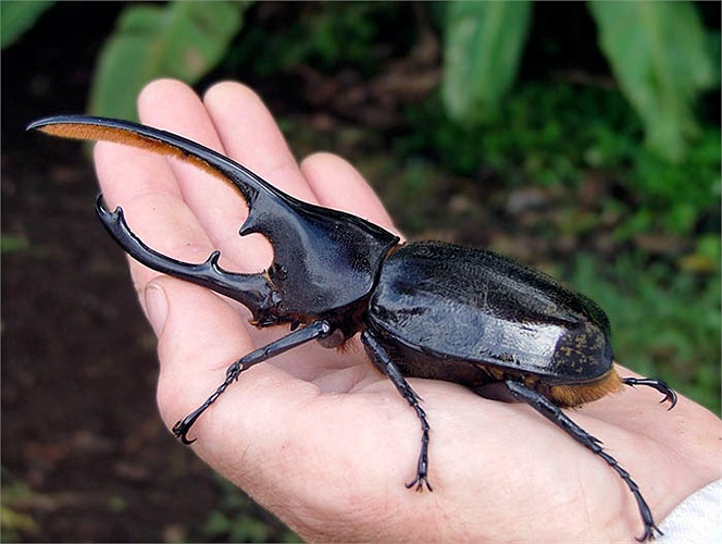 Bọ Hercules có sức khỏe phi thường nâng được một trọng lượng gấp 850 lần cơ thể và dài tới 17 cm. Con đực sở hữu cặp sừng rất dài như gọng kìm chắc chắn. 