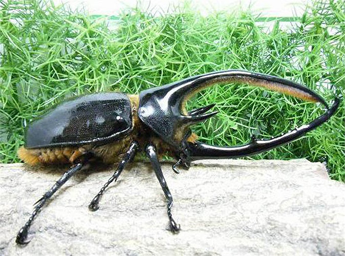 Ấu trùng bọ Hercules trải qua thời gian biến đổi 1-2 năm. Ở giai đoạn này, chúng đã có chiều dài 11 cm, nặng 28 g.