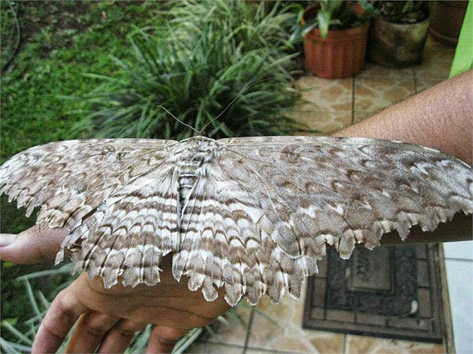 Bướm phù thủy trắng phá kỷ lục của bướm đêm Atlas với chiều dài sải cánh đến 31 cm. 