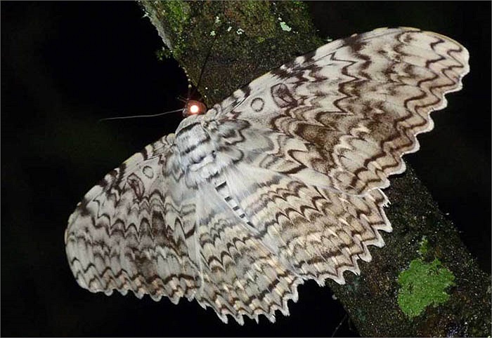 Chúng hay bị nhầm với loài dơi khi bay lượn vào ban đêm vì sải cánh quá khổ của mình. Những đường nét trắng xám trên cánh của bướm phù thủy rất hiệu quả trong việc ngụy trang khi đậu trên cây.