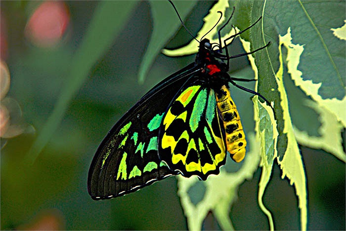 Loài bướm Alexandra lớn nhất thế giới, con cái sải cánh có thể lên đến 31cm, thân dài 8cm và cân nặng đến 12g trong khi bướm đực có sải cánh không quá 20cm.