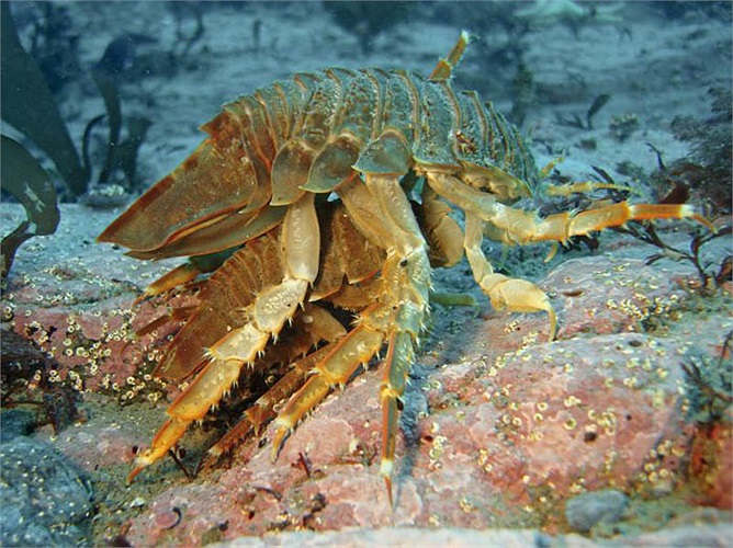 Loài bọ biển khổng lồ sống ở độ sâu hơn 700 mét dưới đáy biển hình dạng giống bọ cánh cứng nhưng lại có họ hàng với tôm hùm và cua. 