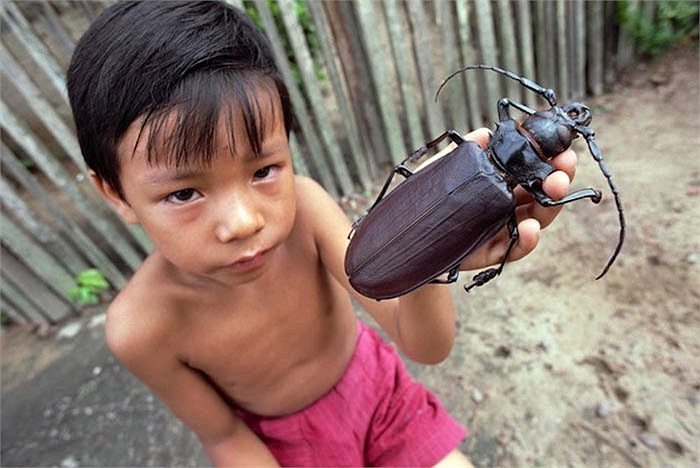 Quái vật Titan khá lành tính nhưng nếu bị đe dọa chúng có thể xé nát con mồi bằng đôi chân to khỏe, móng vuốt sắn bén. 