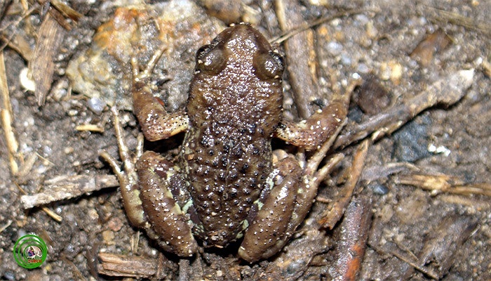 Chúng có kích thước trung bình từ 37-45mm. Điểm chú ý là các gai sinh dục ở ngực và ngón tay của loài cóc này xuất hiện rõ rệt vào mùa sinh sản khiến chúng trông rất gớm ghiếc