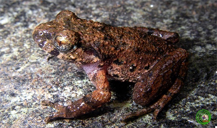 Loài cóc mày mới có tên khoa học Leptolalax firthi sp. nov vừa được các nhà khoa học Việt Nam và Úc phát hiện ở các cánh rừng có độ cao từ 860 - 1720 mét thuộc hai tỉnh Kon Tum, Quảng Nam