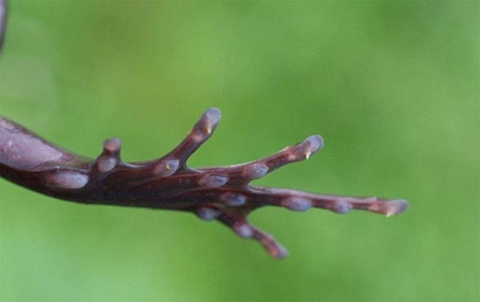 Loài này có lông, với những móng vuốt khá giống móng vuốt của mèo. Chúng có thể tự làm gẫy xương mình để tạo ra những móng vuốt, có tác dụng như những ngón chân cóc