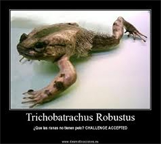 Các nhà khoa học tin rằng khi bị tấn công, cóc sẽ tác động lên những cơ, gắn với móng vuốt, và những cơ này sẽ có tác dụng đẩy móng vuốt ra ngoài, xuyên qua da