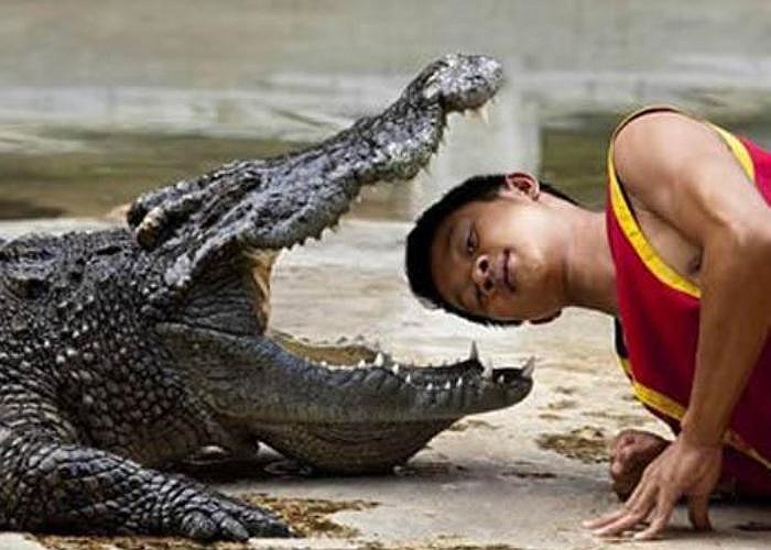 3. Nhân viên mua vui với cá sấu. Đây là một công việc phổ biến tại các sở thú ở Thái Lan, nơi mà họ sẽ thực hiện các tiết mục nguy hiểm đe doạ đến mạng sống, trong đó phải kể đến tiết mục đưa đầu vào giữa hai hàm răng sắc nhọn của con cá sấu.