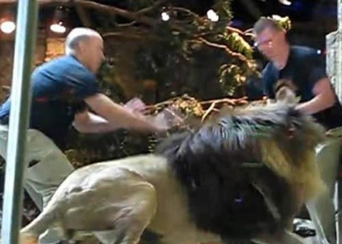 6. Huấn luyện sư tử. Là một chuyên gia huấn luyện sư tử, bạn phải thật can đảm và tìm hiểu kỹ về chúng. Tuy nhiên, những con sư tử hung dữ có thể giết chết bạn bất cứ lúc nào.