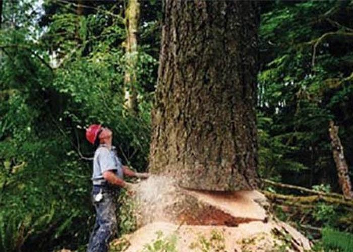 7. Cưa gỗ. Nghề cưa gỗ là một công việc quan trọng tại nhiều quốc gia có nguồn tài nguyên rừng dồi dào. Nhân viên cưa gỗ luôn đối mặt với những nguy hiểm trong lúc họ cưa và vận chuyển gỗ.