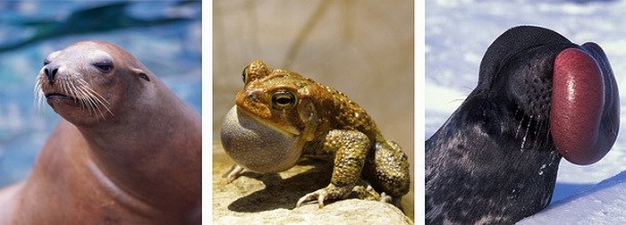  Hải cẩu + ếch = Chó biển lớn. Nhờ sự lai tạo đầy biến hóa mà loài chó biển này có hình dáng khá kỳ quái. Chúng có thân hình của hải cẩu và vòm họng phồng to của một con ếch. 