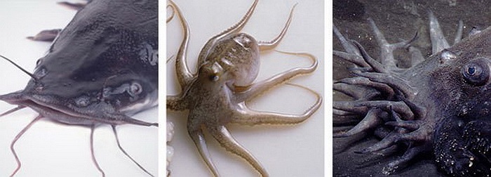  Cá da trơn + bạch tuộc = Cá Medusa pleco. Cá da trơn Medusa pleco sống ở Brazil. Đây là một loài cá xấu xí với vẻ ngoài đen đúa và một loạt xúc tu quanh miệng dùng để thăm dò và tìm kiếm thức ăn. 