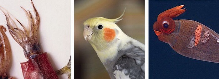  Mực + vẹt mào = Mực Taonius Borealis. Mực Taonius Borealis có độ dài cơ thể lên đến 50cm. Loài này sống ở vùng biển có mực nước sâu khoảng 1.000m ở khu vực phía Bắc Thái Bình Dương. 