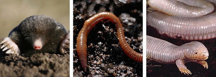  Chuột chũi + giun đất = Thằn lằn chuột Mexico. Thằn lằn chuột Mexico còn gọi là thằn lằn giun. Loài này được tìm thấy ở bán đảo Baja California, phía Tây Bắc của Mexico. Nó có màu hồng, dài khoảng 18-24cm, cơ thể phân đốt giống giun đất