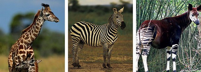  Hươu cao cổ + ngựa vằn = Hươu đùi vằn. Hươi đùi vằn có hình dáng giống con lừa và có bề ngoài tương tự như con lai giữa hươu cao cổ và ngựa vằn với đùi và chân sau có sọc, cùng cái cổ dài, tính tình nhút nhát. Đây là một loài động vật quý hiếm 