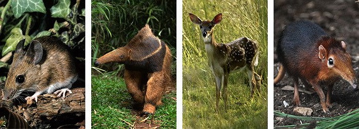  Chuột + thú ăn kiến + nai = Chuột chù voi. Chuột chù voi khổng lồ quý hiếm có chiếc mũi rất dài và linh hoạt đã được phát hiện tại khu rừng Boni – Dodori ở miền Đông Bắc, Kenya. Nhờ sự ngẫu nhiên của tạo hóa mà loài này giống như lai tạo từ các loài