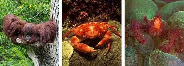  Đười ươi + cua = Cua đười ươi. Cua đười ươi được tìm thấy trên các rạn san hô và đá ở vùng biển nhiệt đới phía Tây Thái Bình Dương, từ Indonesia đến vùng biển Fiji, Nhật Bản. Chúng có chiếc càng tương đối dài, được bao phủ dày đặc bởi lông mịn 