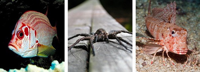  Cá + nhện = Cá chân nhện. Thực chất, những chiếc chân kỳ lạ đó chính là một phần vây ngực của cá, trải qua quá trình tiến hóa, tách khỏi vây, phát triển thành 6 chiếc chân gai. 