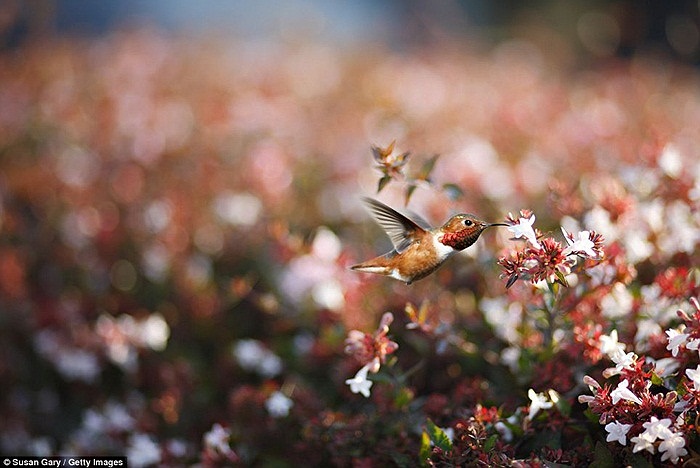 Loài chim tuyết nhỏ bé ở Canada
