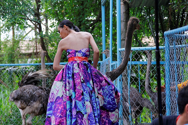 Không ít người đẹp vô cùng sợ hãi khi lần đầu tiên cưỡi đà điểu, những chàng trai cũng gặp không ít trở ngại với những chú đà điểu lì lợm, đã có không ít thí sinh bị té đau. 