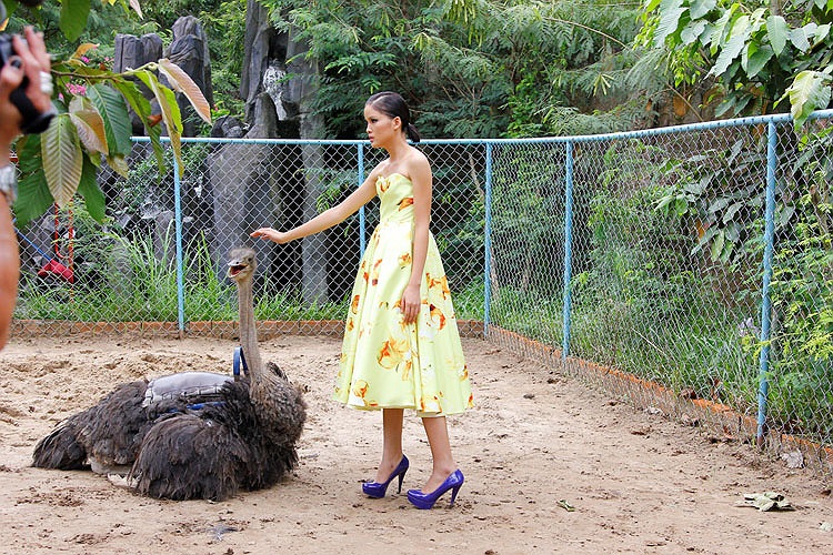 Chà Mi năn nỉ mãi mà con đà điểu không chịu di chuyển.