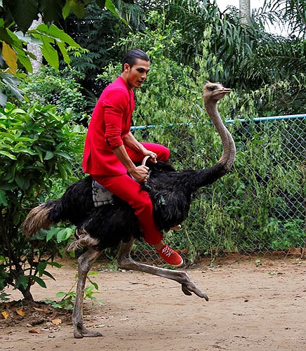 Tuấn Việt thì khá máu khi được cưỡi đà điểu.