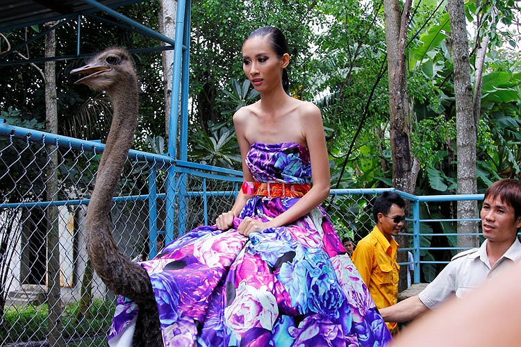 Và những tình huống dở khóc dở cười cũng liên tiếp xảy ra, khi các chú đà điều bỗng nhiên không chịu hợp tác. 