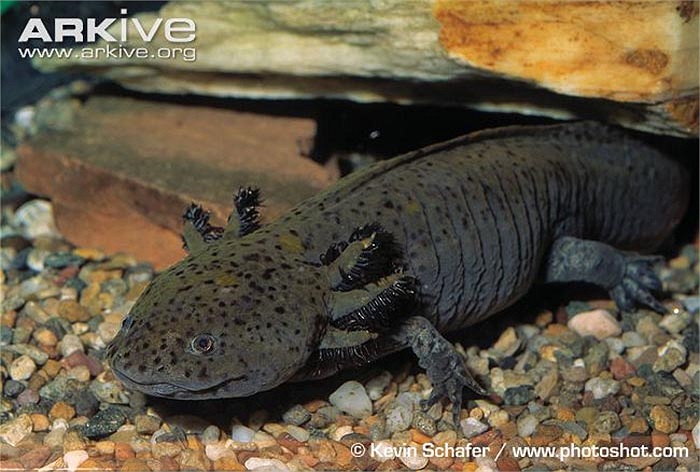 Nhờ có 4 chân cùng chiếc đuôi, khi di chuyển trên cạn trông chúng giống như một loài cá đang dạo chơi. Sự đáng yêu khiến chúng trở thành vật nuôi yêu thích của nhiều người.