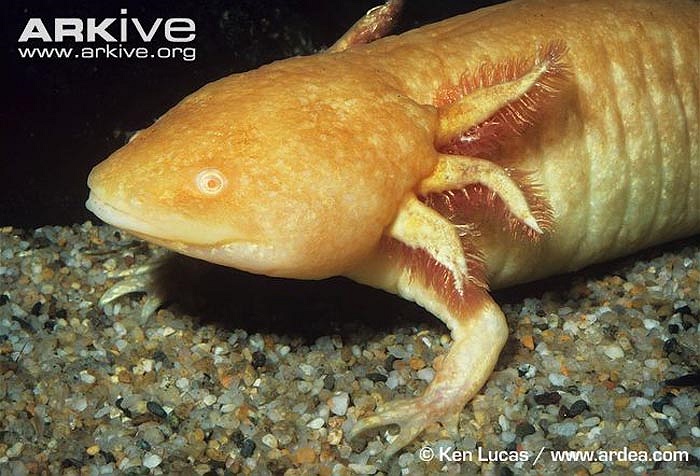 Nằm trong danh sách động vật quý hiếm nhưng người dân Mexico lại coi thịt kỳ nhông nước là món cao lương mỹ vị. Đây là một nguyên nhân đẩy chúng tới bờ vực tuyệt chủng. 