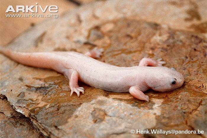 Kỳ nhông non rất tham ăn các loài động vật thân mềm, sâu, ấu trùng của côn trùng, tôm cua và một vài loại cá nhỏ để đạt tới kích thước khoảng 15 - 45 cm. 