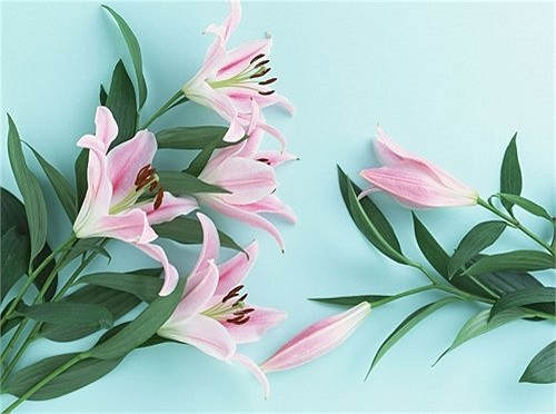 Hoa loa kèn/ly ly: Chất độc chiết xuất từ lá và hoa loa kèn có thể được sử dụng giống như một chất gây ảo giác hiệu quả trong y tế nhưng khi dùng quá liều sẽ dẫn đến tử vong. Thành phần gây tác động bao gồm atropine, hyoscyamine và scopolamine.