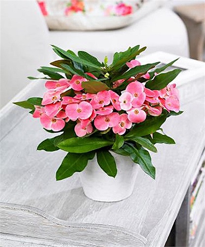 Xương rồng bát tiên: Tên khoa học là Euphorbia milii splendens. Nhựa cây gây bỏng rát da khi tiếp xúc.