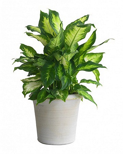 Vạn niên thanh: mủ (nhựa cây) của cây gây ngứa và nếu văng vào mắt thì rất khó chịu, ăn phải thì bị tê môi, đỏ lưỡi, nói khó, ngứa họng... 