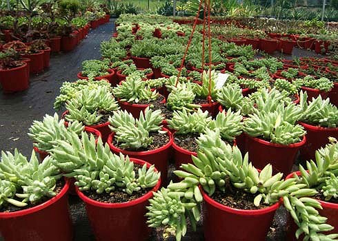 Anh Thảo: Tên khoa học là Cyclamen persicum. Củ cây có chất độc Alkaloids gây khó tiêu, tiêu chảy, ói mửa nếu ăn phải.