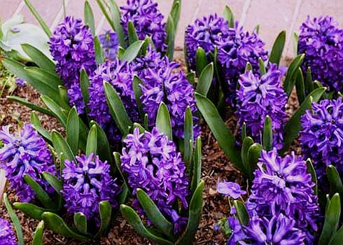 Dạ lan: tên khoa học là Hyacinth orientalis. Củ Dạ Lan có độc tố Alkaloid gây vọp bẻ, đầy bụng, buồn nôn, tiêu chảy nếu ăn phải.