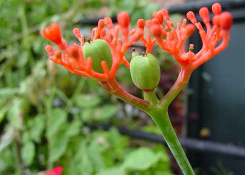 Ngô đồng: Tên khoa học là Jatropha podagrica. Toàn thân cây, đặc biệt là củ và hạt có chứa chất độc Curcin gây chóng mặt và buồn nôn nếu ăn phải.