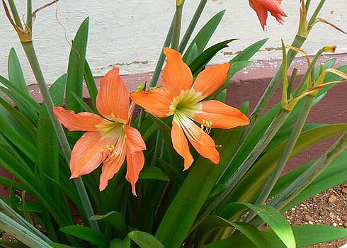 Huệ Lili: Tên khoa học là Hippeastrum puniceum. Củ cây có chất độc Lycorine gây tiêu chảy, buồn nôn, ói mửa khi ăn phải. Nhựa cây có thể gây nôn mửa nếu ăn phải. Tránh tiếp xúc trực tiếp với da vì có thể gây bỏng rát, ngứa...