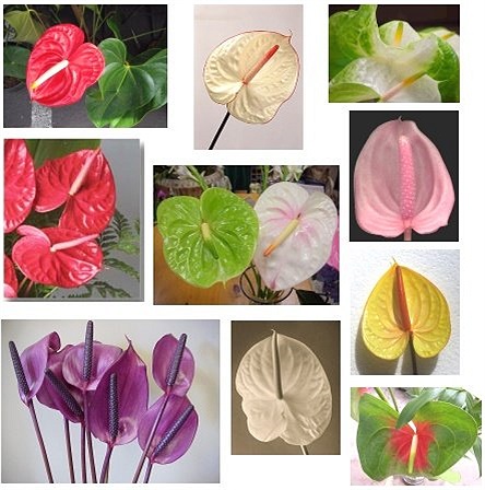 Hồng môn: Tên khoa học là Anthurium spp. Tất cả các bộ phận của cây đều có độc tố Calcium oxalate và Asparagine Việc ăn phải loại thực vật này có thể gây bỏng rát vùng họng, dạ dày và ruột.