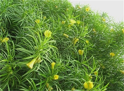 Cây thông thiên (hạt, lá, hoa, vỏ cây đều có chứa chất độc)