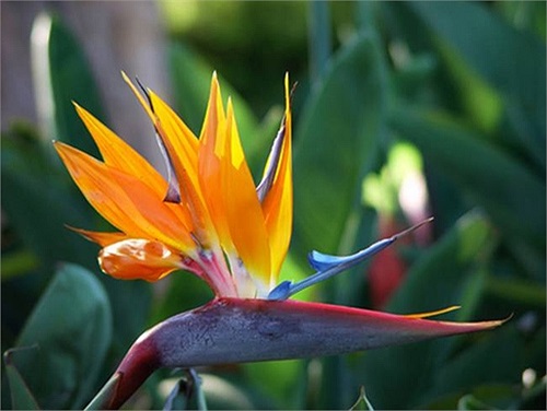 Thiên điểu: Tên khoa học là Strelitzia reginae. Hoa và hạt của cây có các chất gây ngộ độc đường ruột. Tiếp xúc hoặc ăn hoa, hạt sẽ khiến buồn nôn, tiêu chảy, chóng mặt.