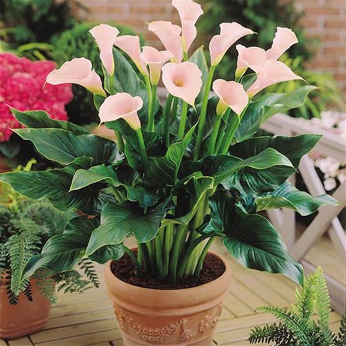 Hoa loa kèn Arum/ Ý lan: Tên khoa học là Zantedeschia aethiopica. Lá và củ cây đều có chất độc đường ruột Calcium oxalate. Khi ăn phải loại thực vật này có thể bị ói mửa, bỏng rát bề mặt niêm mạc.