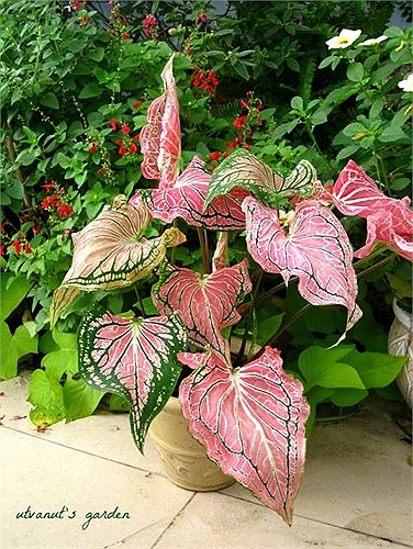 Môn kiểng: Tên khoa học là Caladium hortulanum. Tất cả các bộ phận của cây đều có chất độc Calcium oxalate và Asparagine Khi ăn phải sẽ dẫn đến nguy cơ bị bỏng, ngứa rát vùng miệng, niêm mạc ruột.